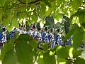 DSC00299